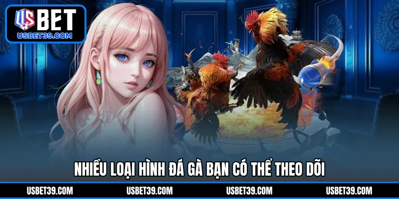 Nhiều loại hình đá gà bạn có thể theo dõi